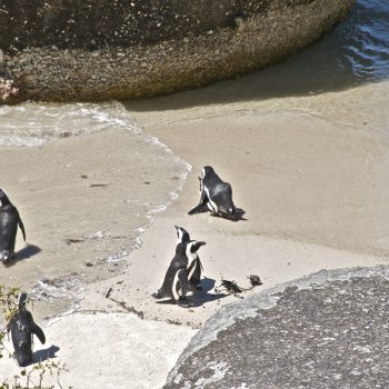 Boulders beach