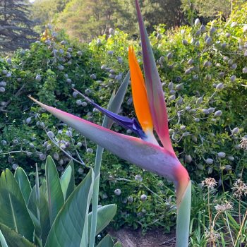 Kirstenbosch
